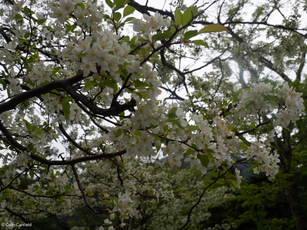 A few Sakura left at the higher alititude