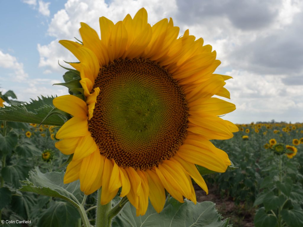 Sunflower near Toowoomba