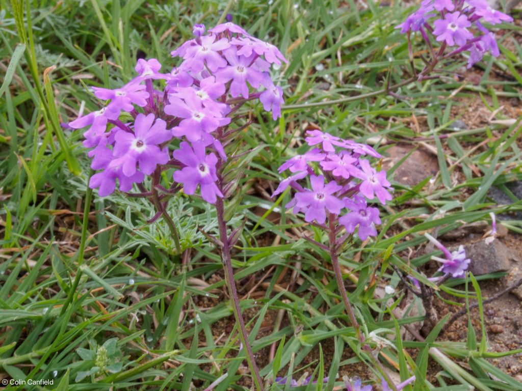 Lots of wildflowers were in bloom