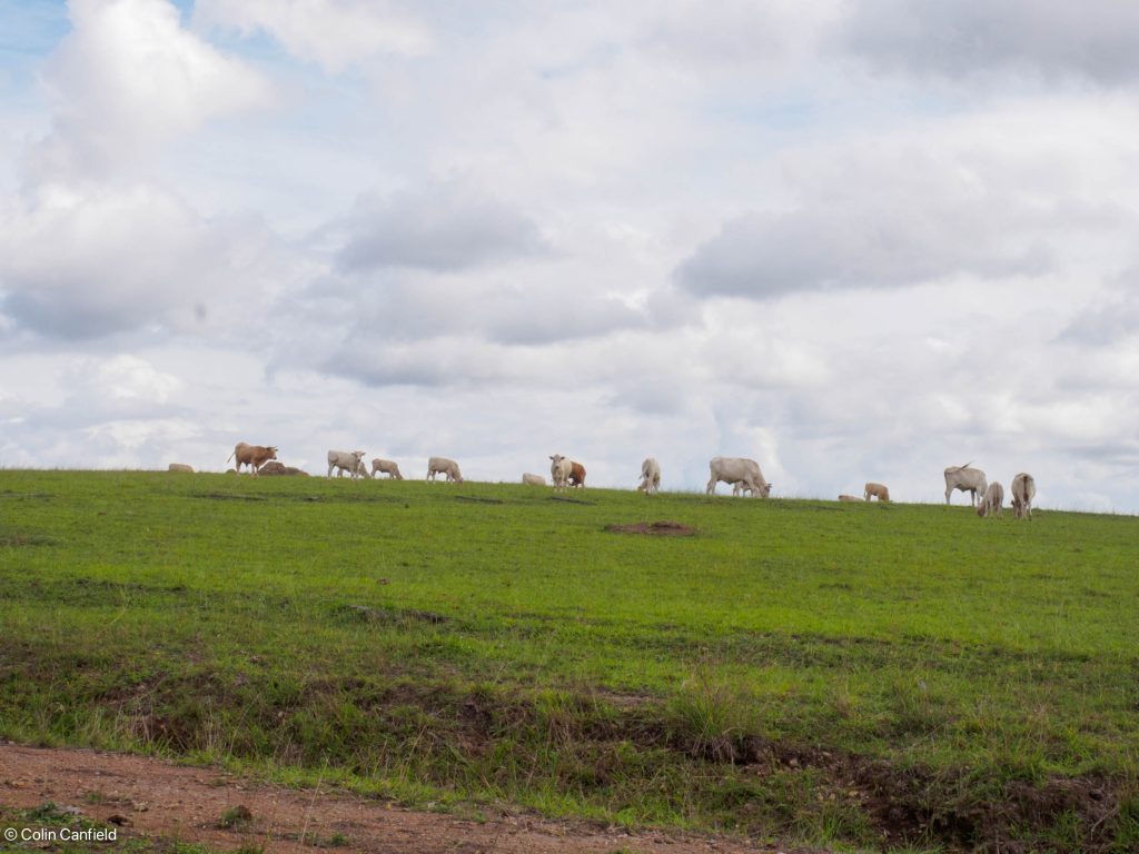 Lots and lots of cows...