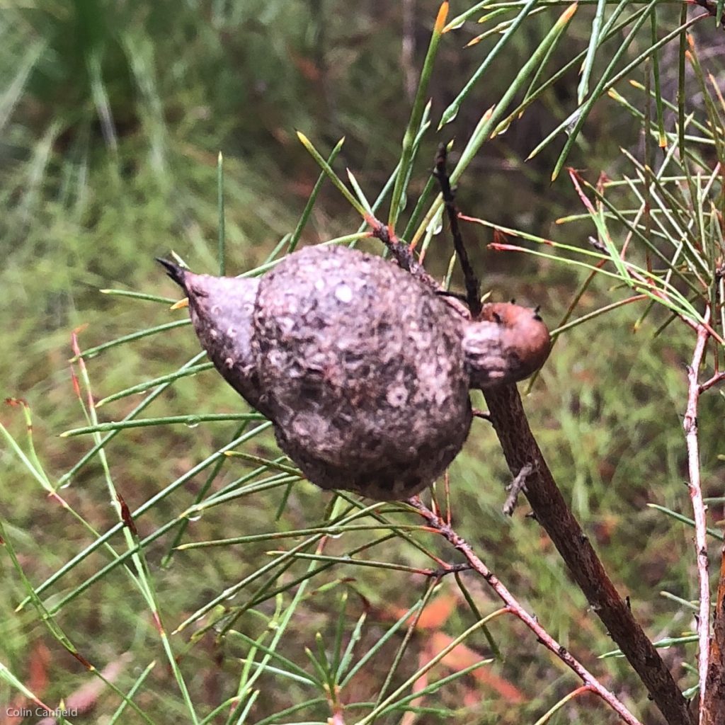 Strange seed pods