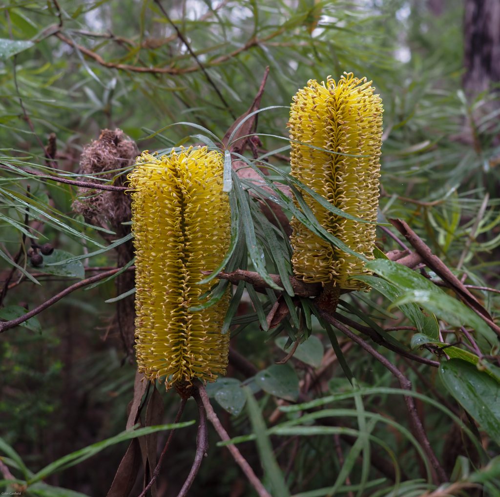 Bottlebrush