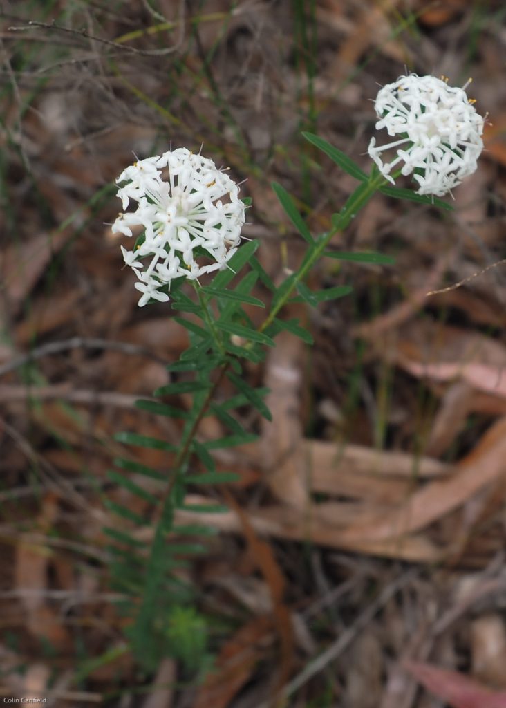 Rice Flower