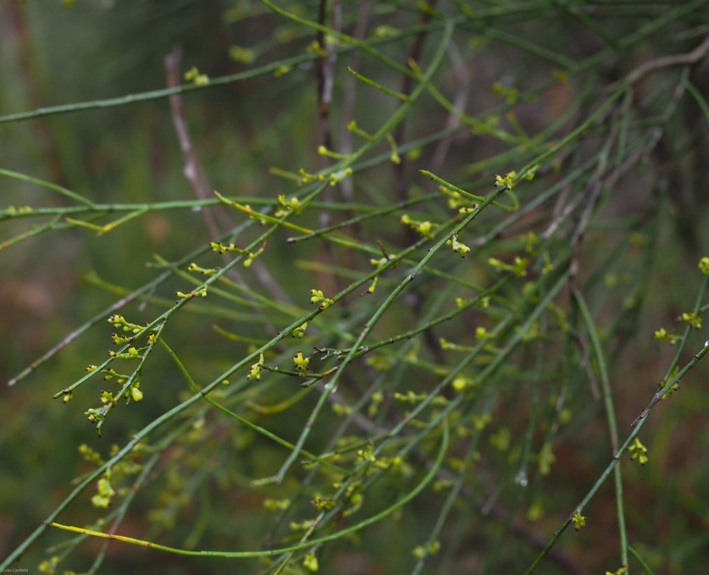 An unknown flowering plant