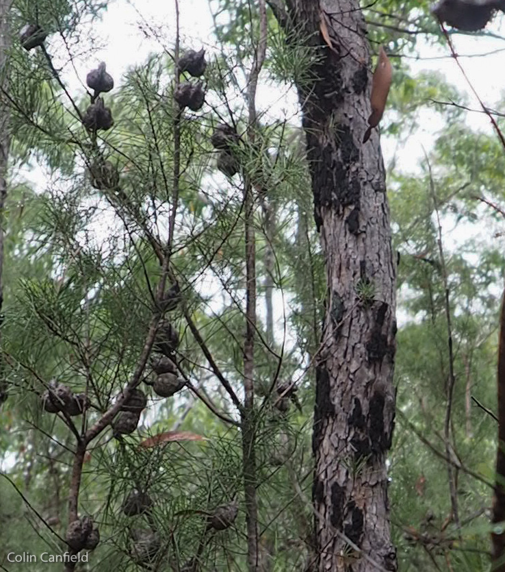 Seed pods waiting for fire