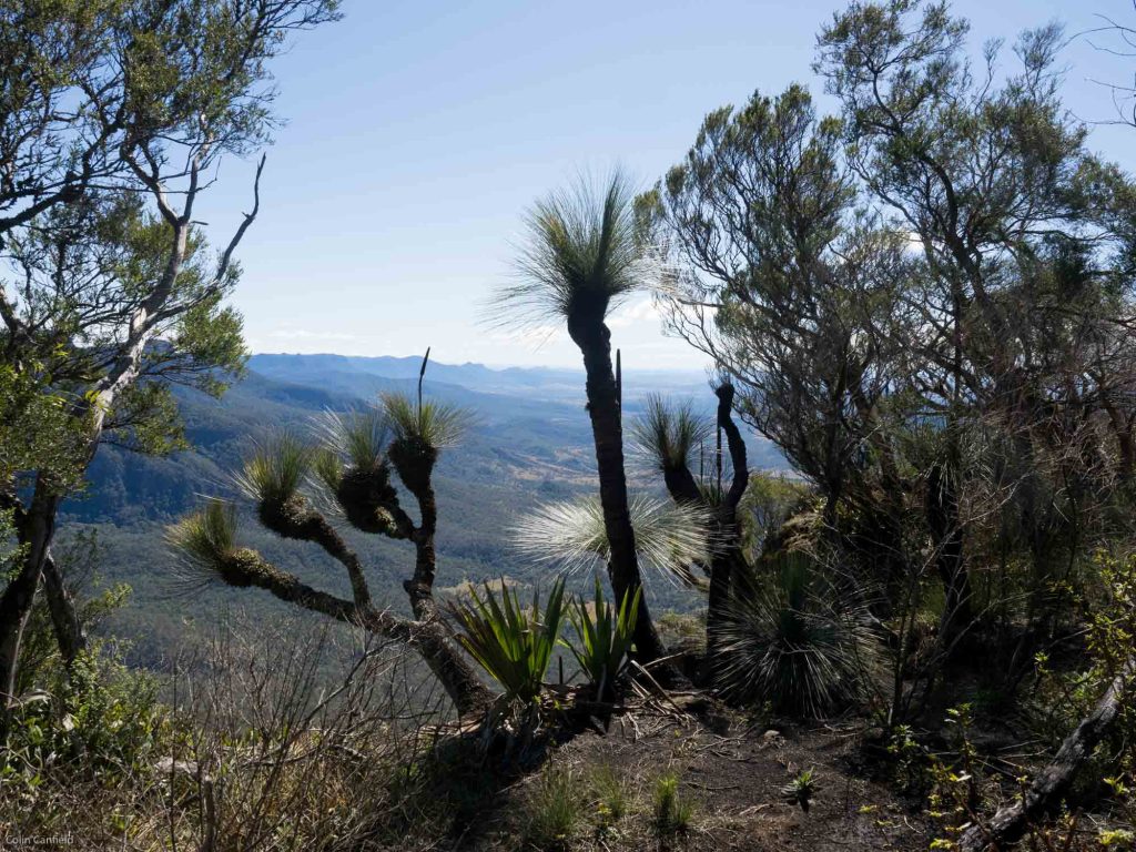 Grass trees look over the cliffs