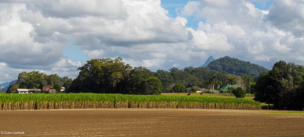 Beutiful cycling through the Sugar Cane