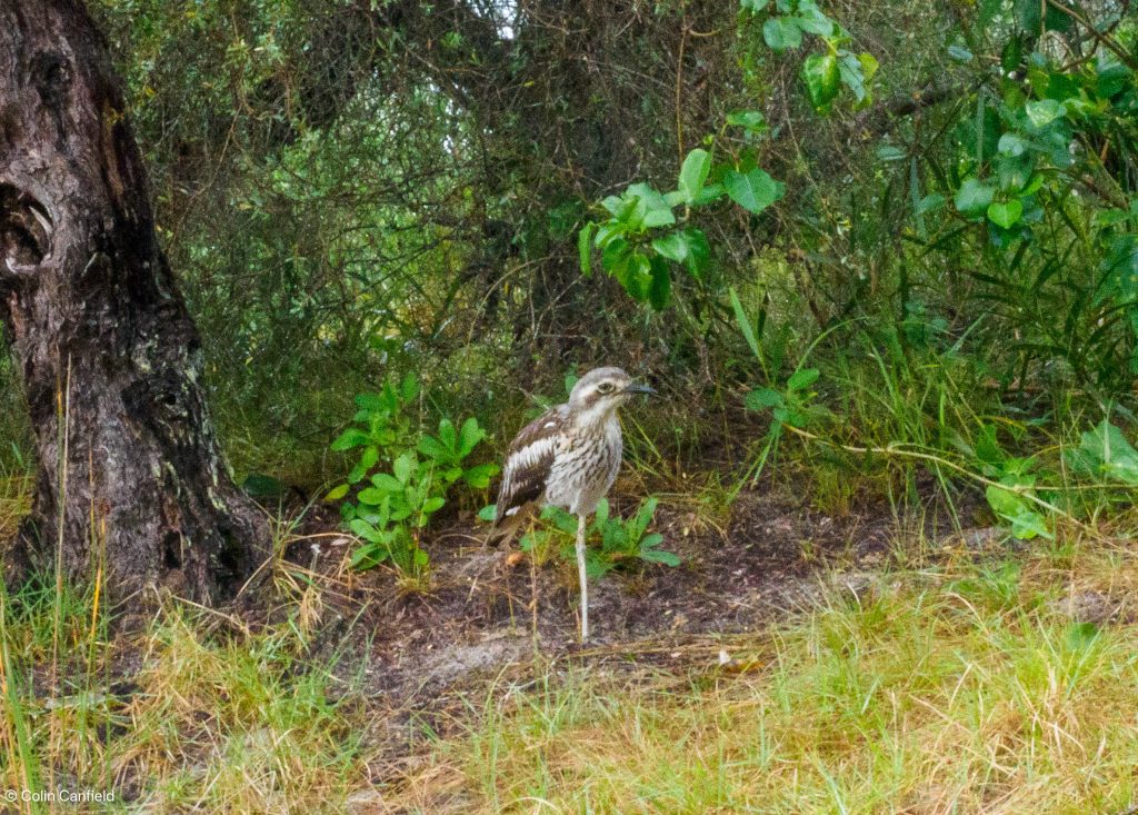 A bush-stone Curlew