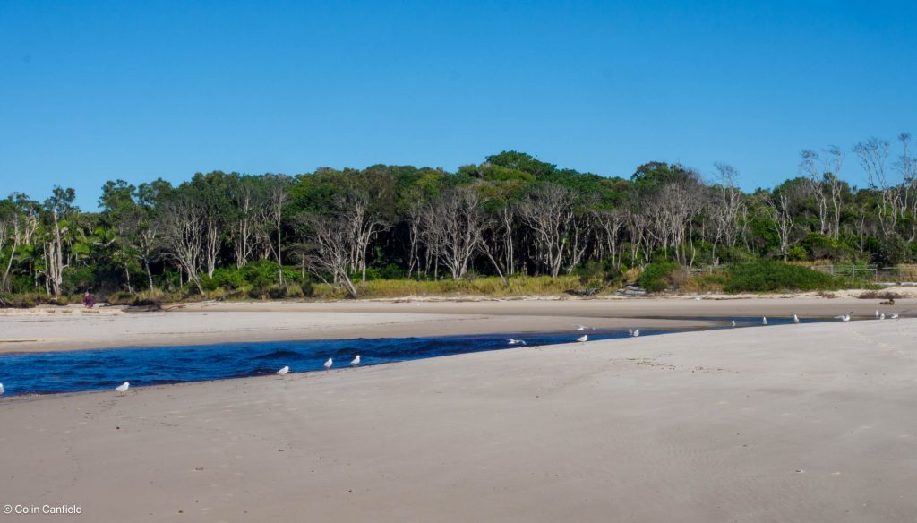 Seagulls ejoying the sun, just North of Byron