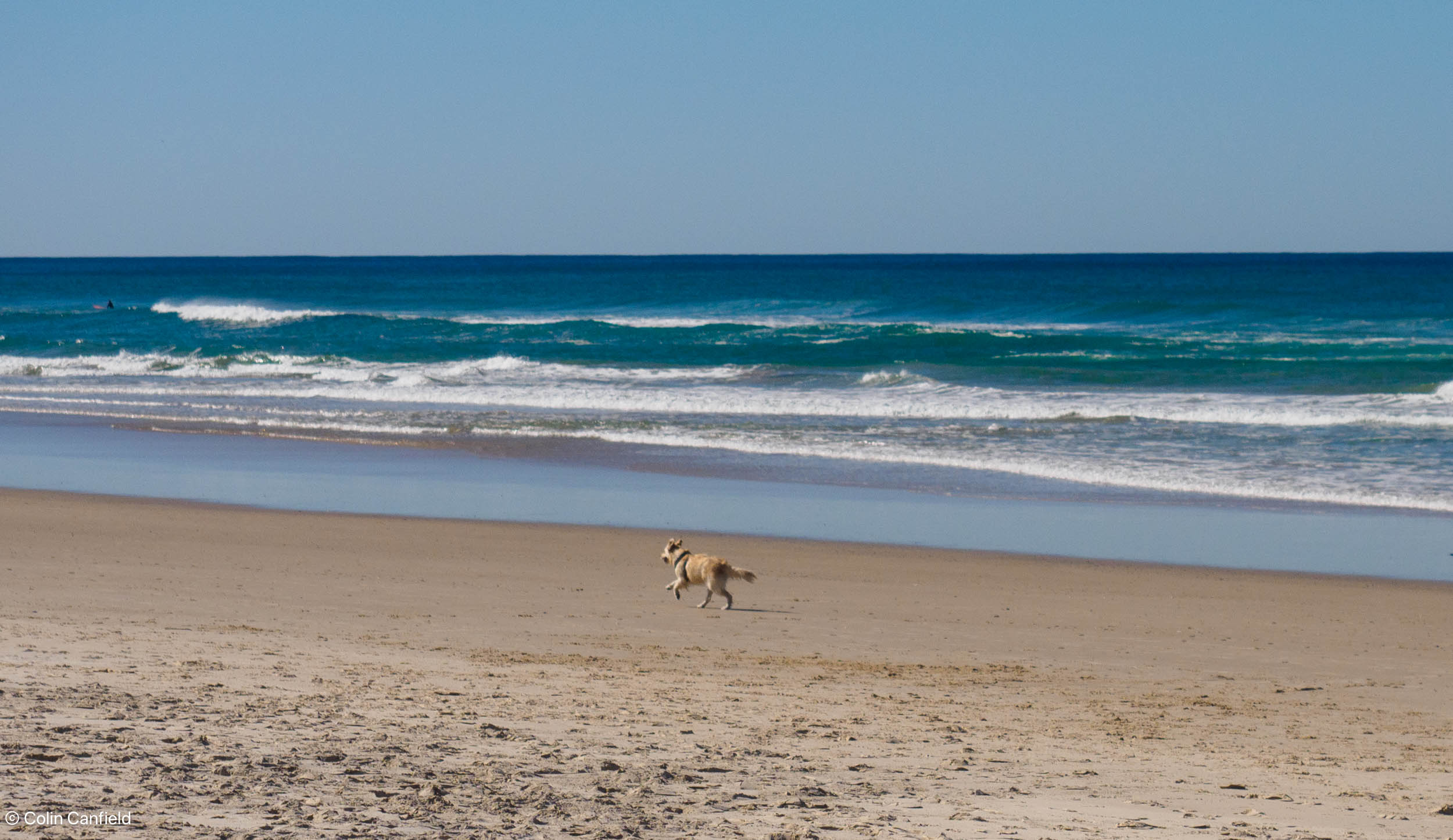 Dogs paradise!