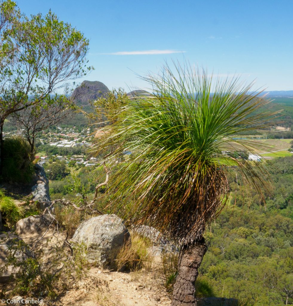 Great Grass trees in this area