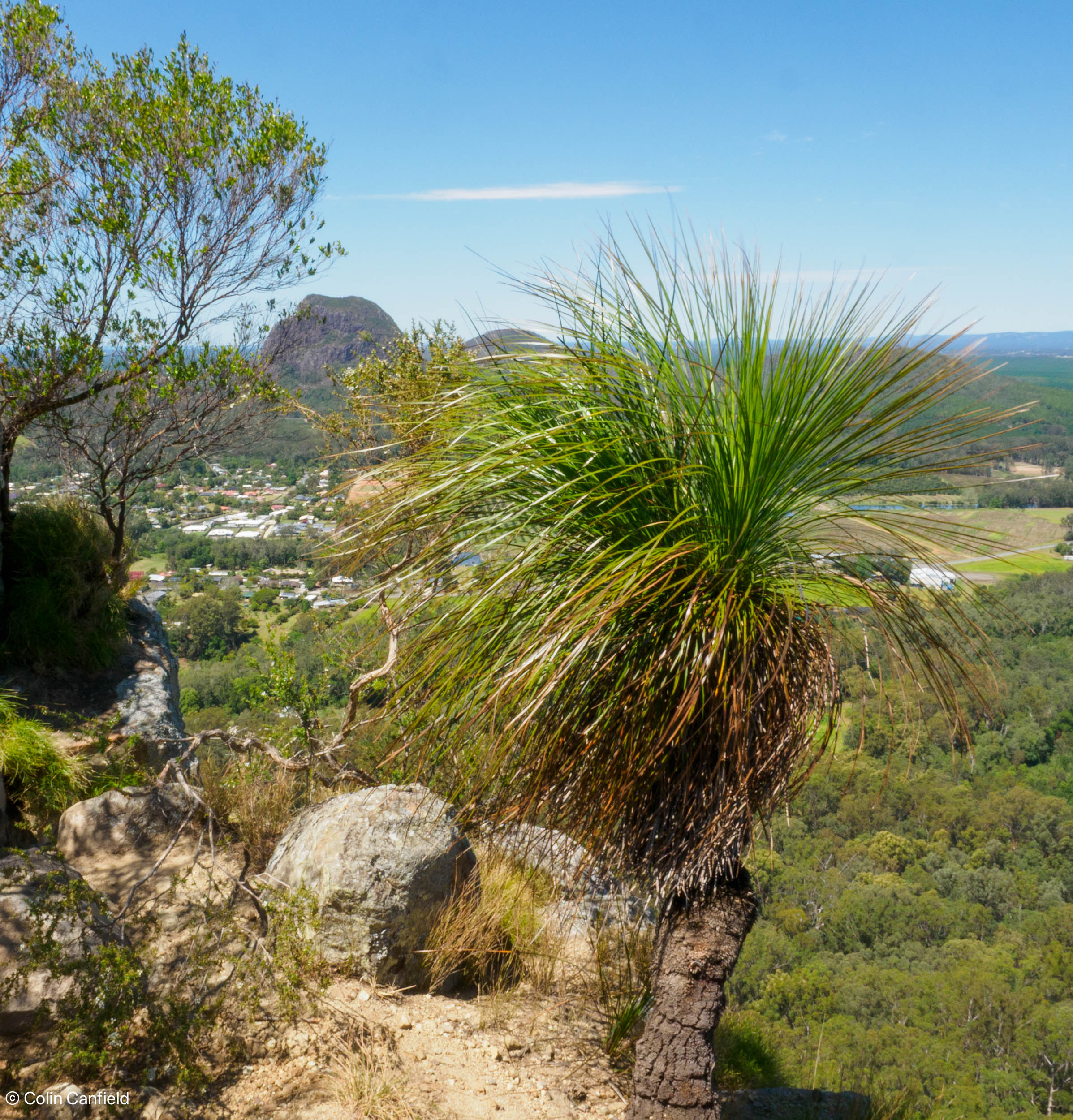 Great Grass trees in this area