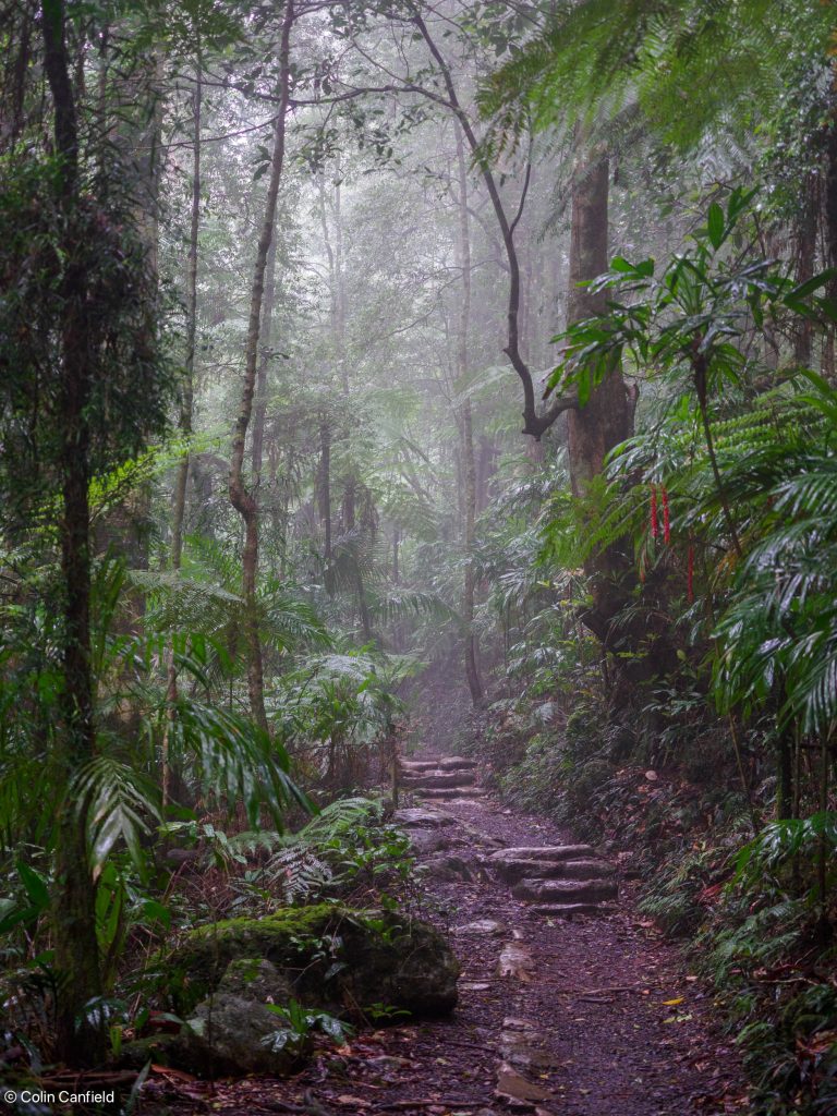 The path is very straightfoward through the rainforrest.