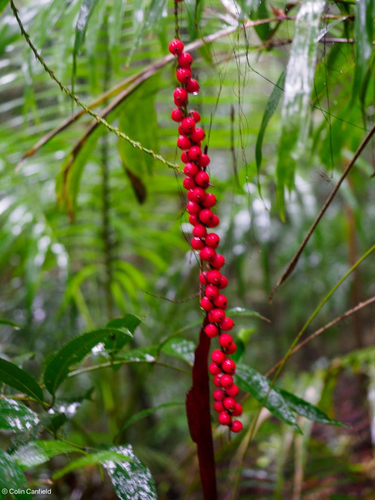 With all the rain plenty of flowers and berries were out.