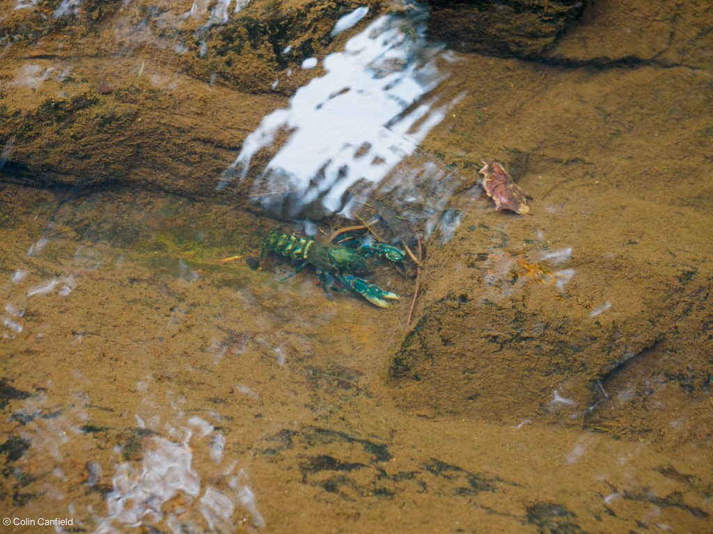 Native Spiny Crayfish