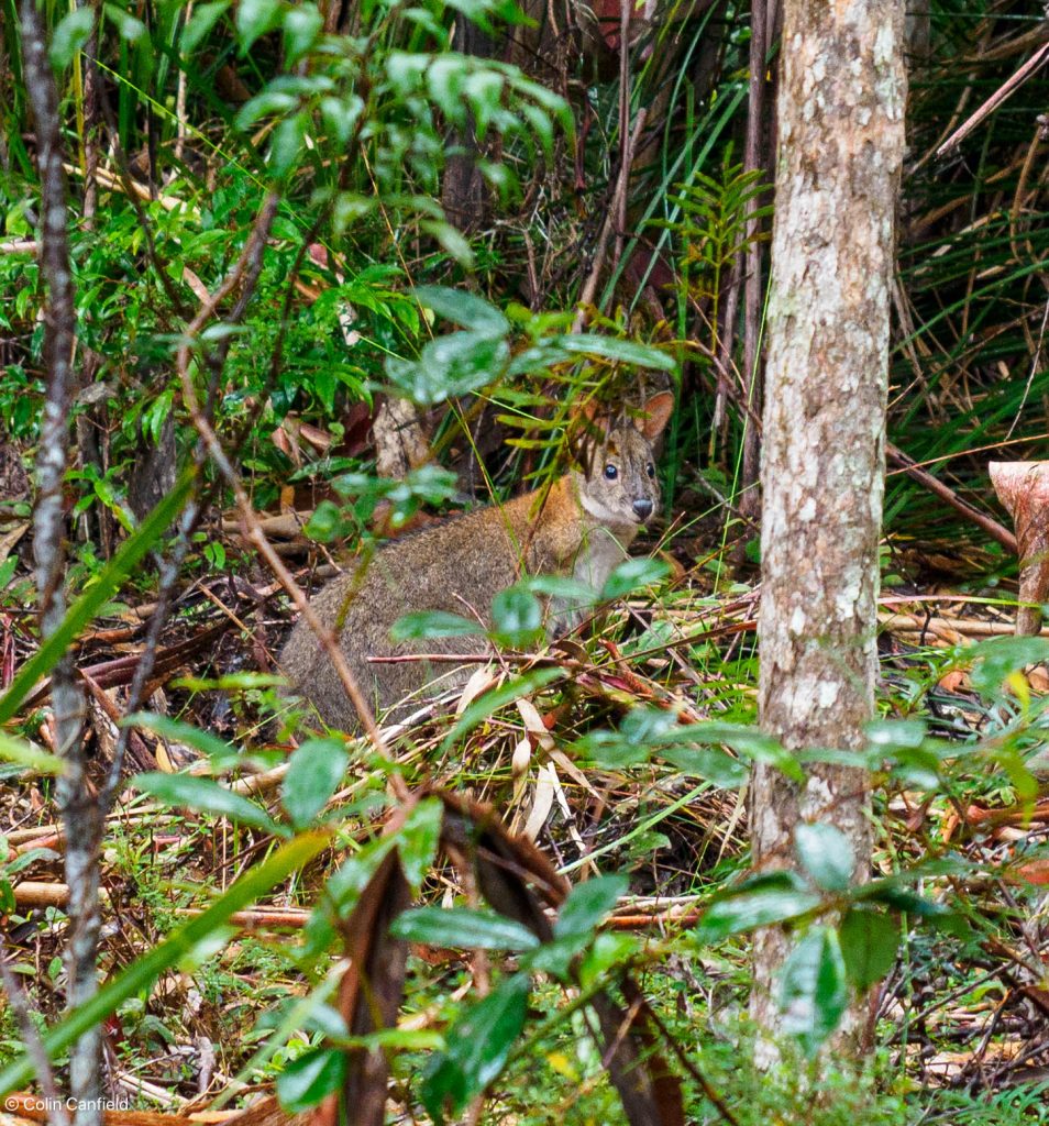 A small wallaby watches