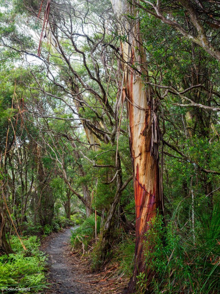 Love the colour in bark.