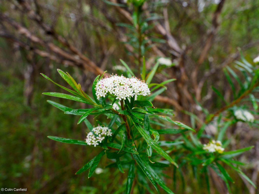 More flowers