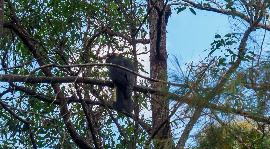 One of a pair of Funeral Cockatoos