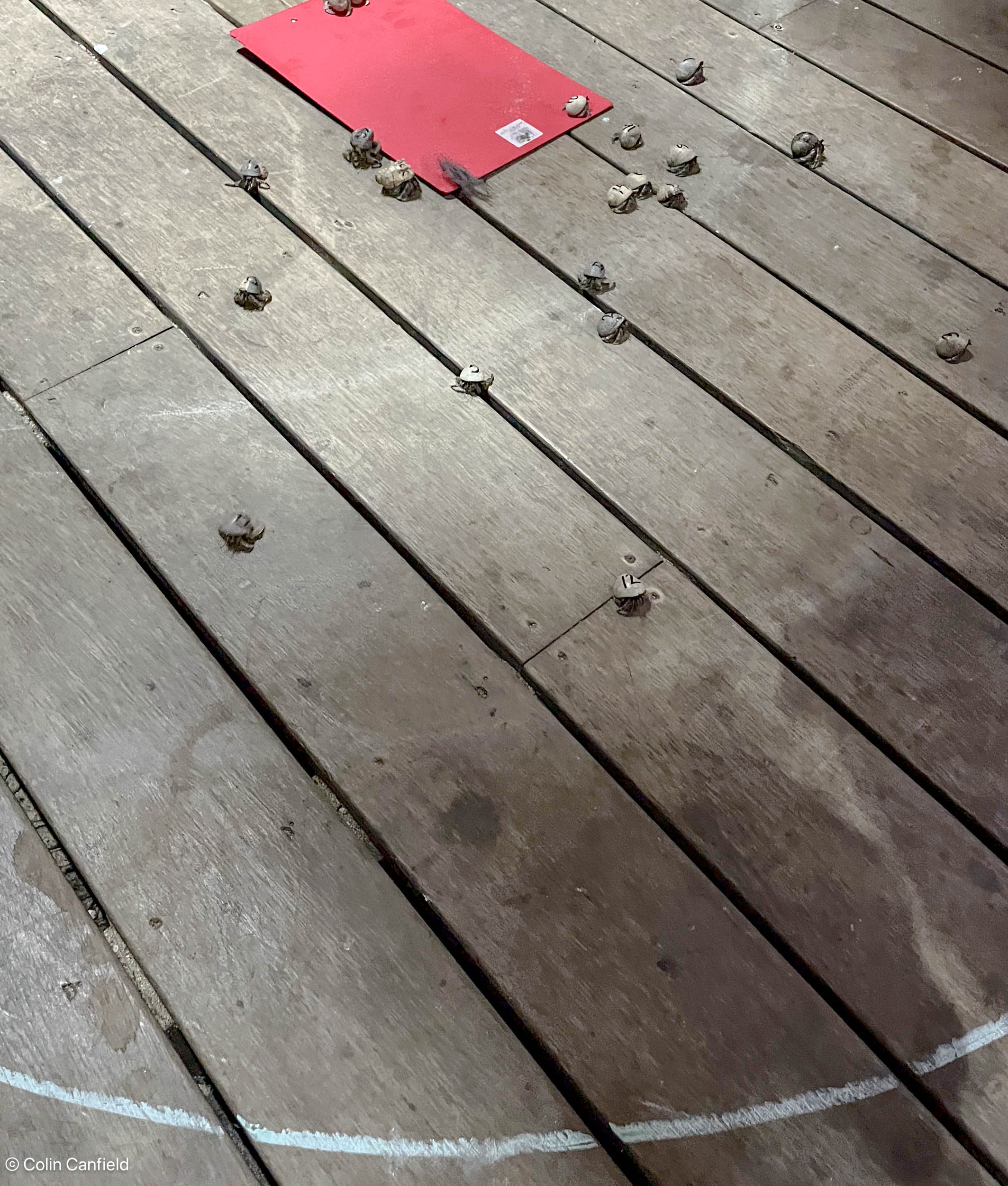Crab Races!