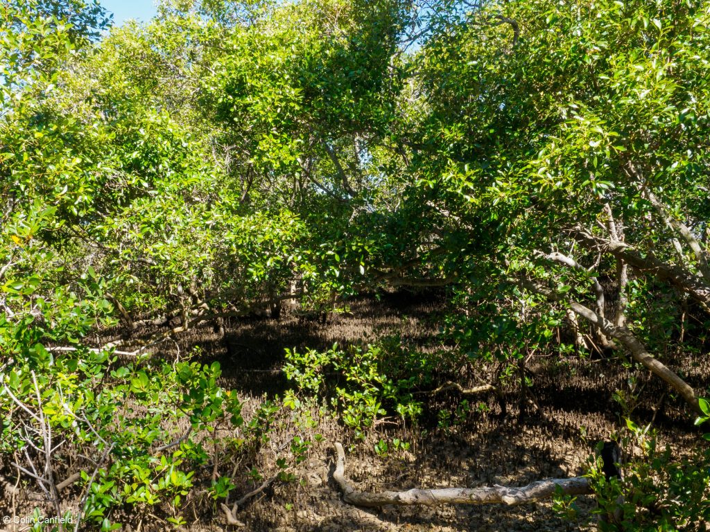 Fairly thick mangroves here