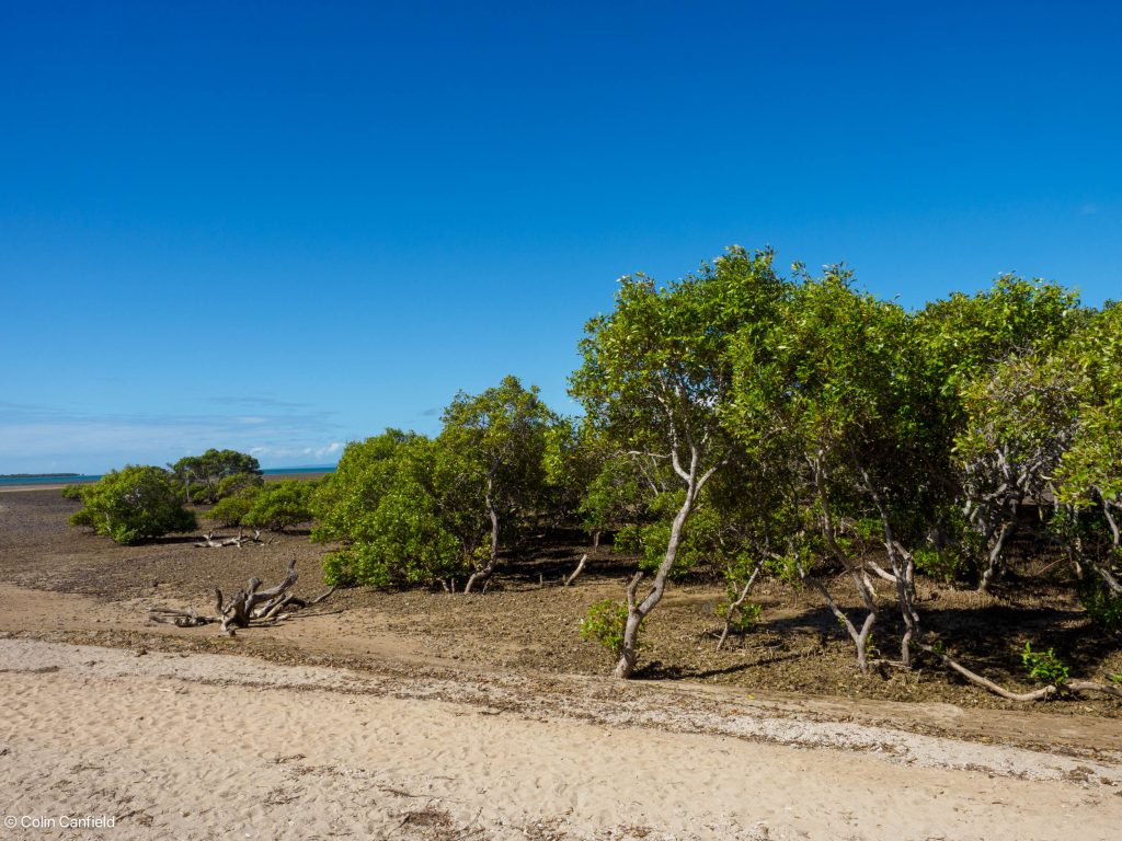 Mangroves to the beach