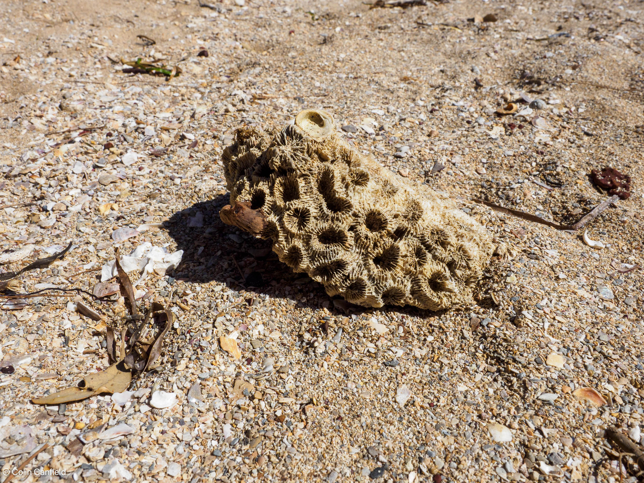 I think it was some sort of sponge