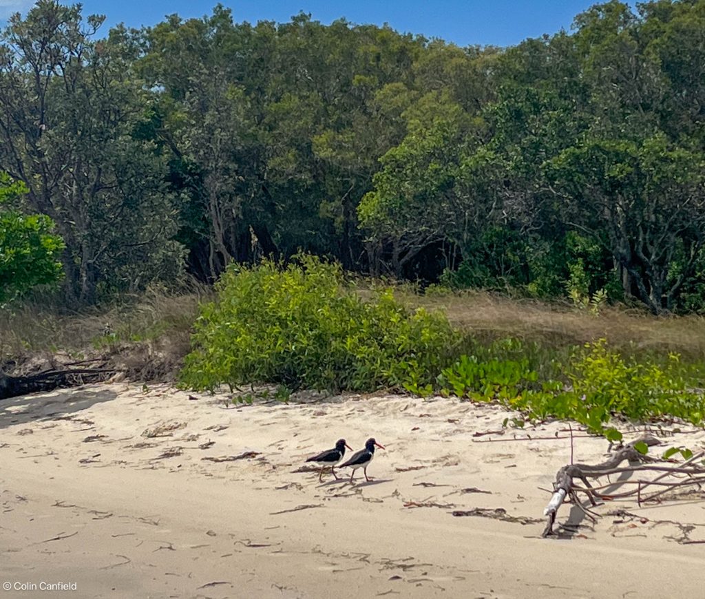 Oyster Catchers