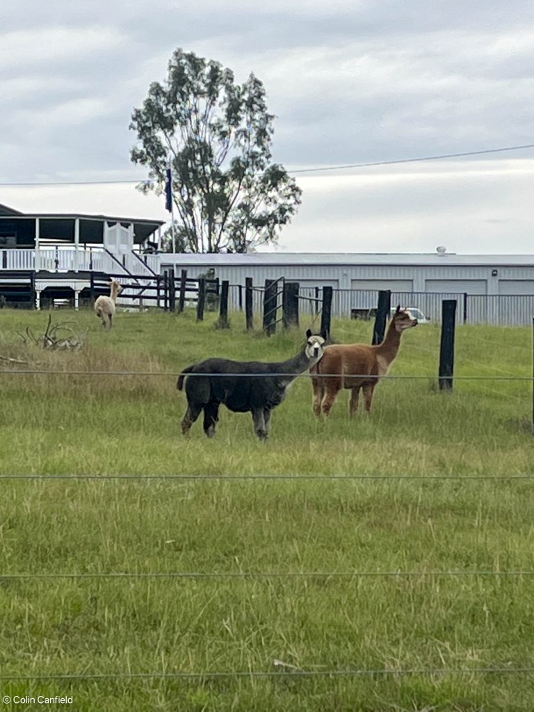 A very inquisitive Lama