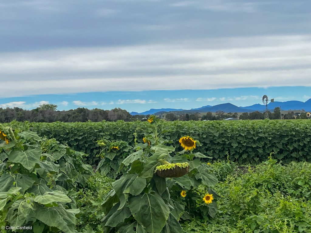 The edge of the field