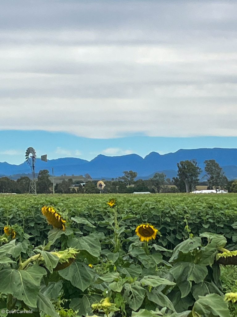 The edge of the field