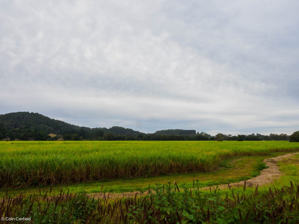 Volcanic soil and high rainfall - very green