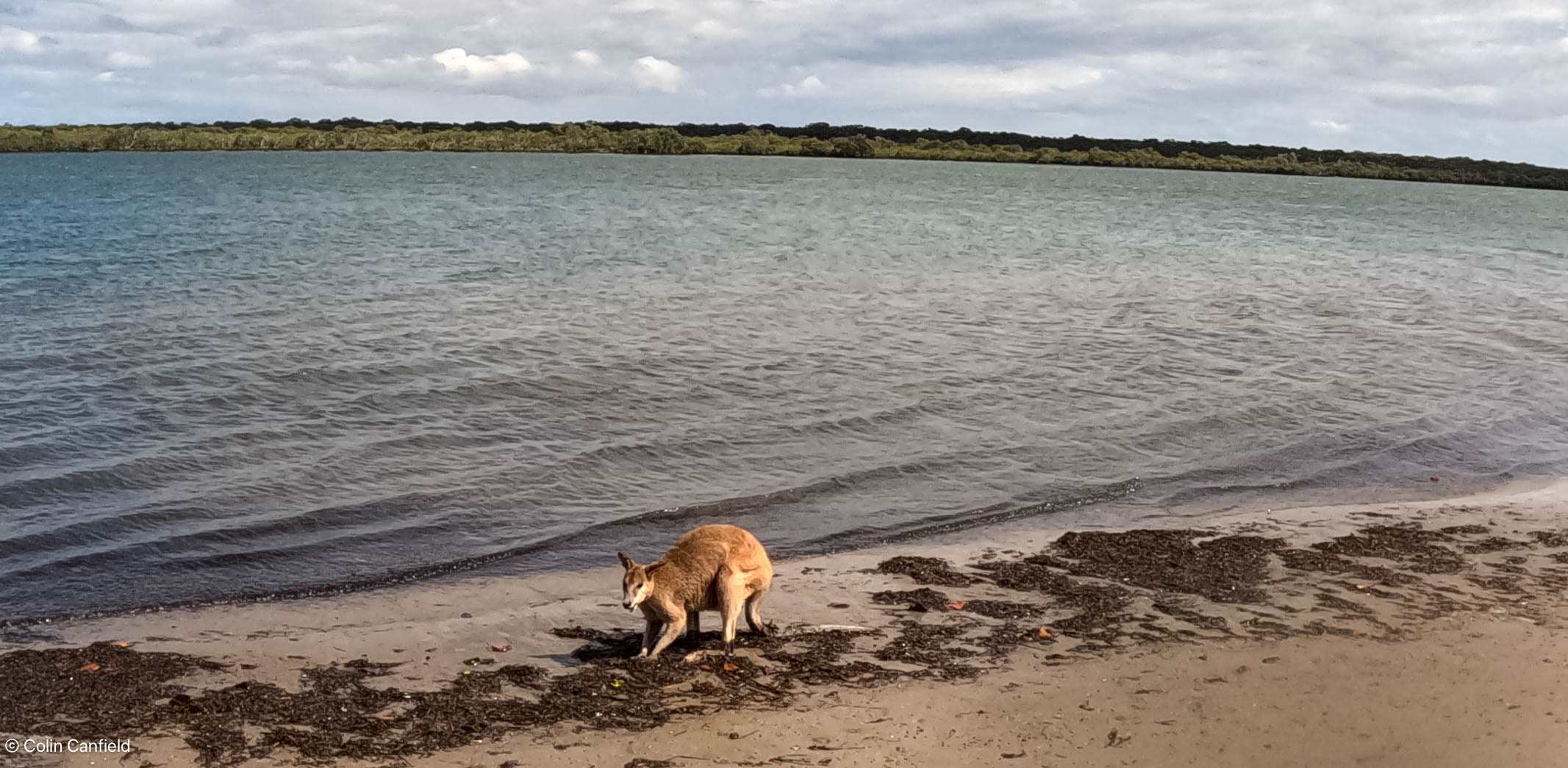 Maybe the seaweed is tasty?