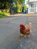 Days 11-13 Whanganui ( My favourite town so far) – Pahiatua