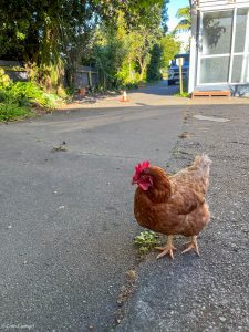 Read more about the article Days 11-13 Whanganui ( My favourite town so far) – Pahiatua