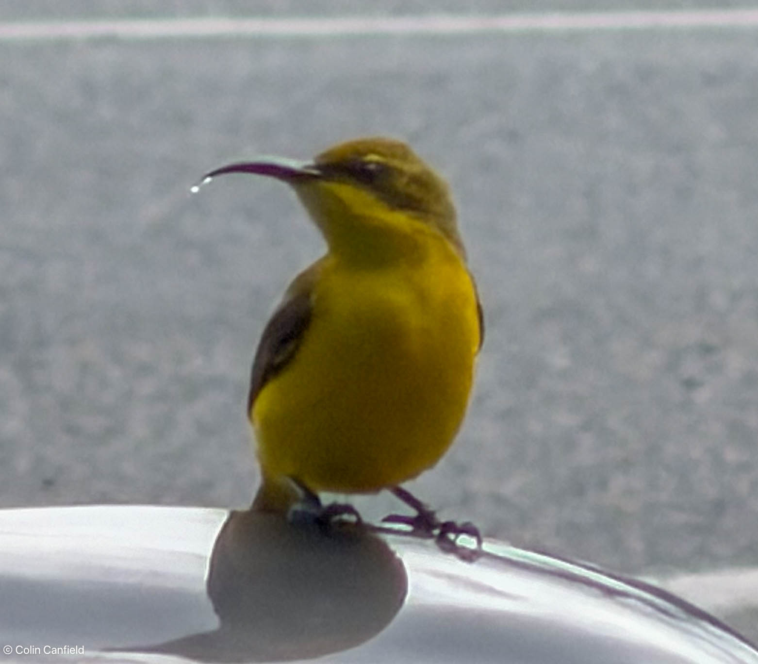 An Olive-Backed Sunbirdin the sun