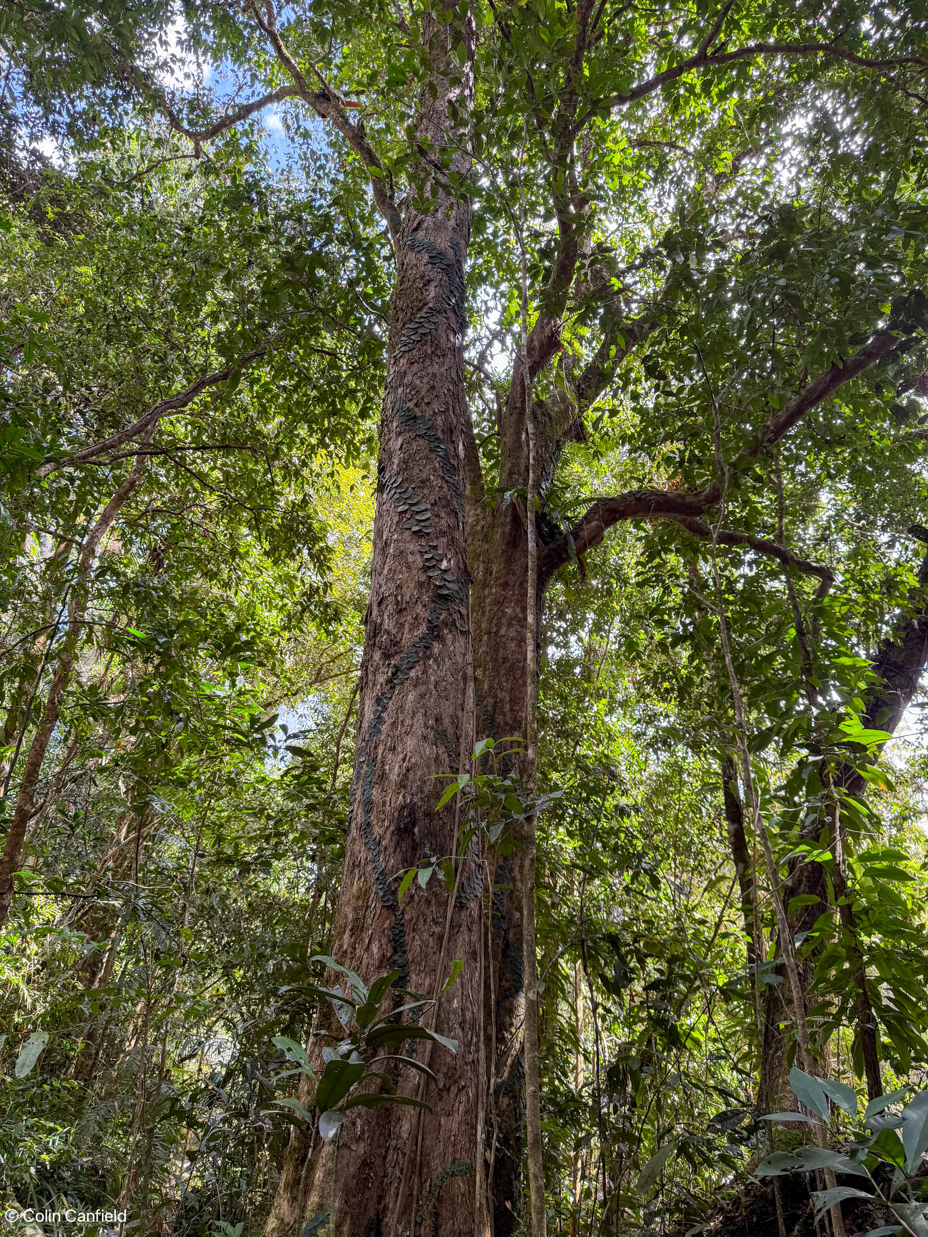 Intense Green in Mosman Gorge