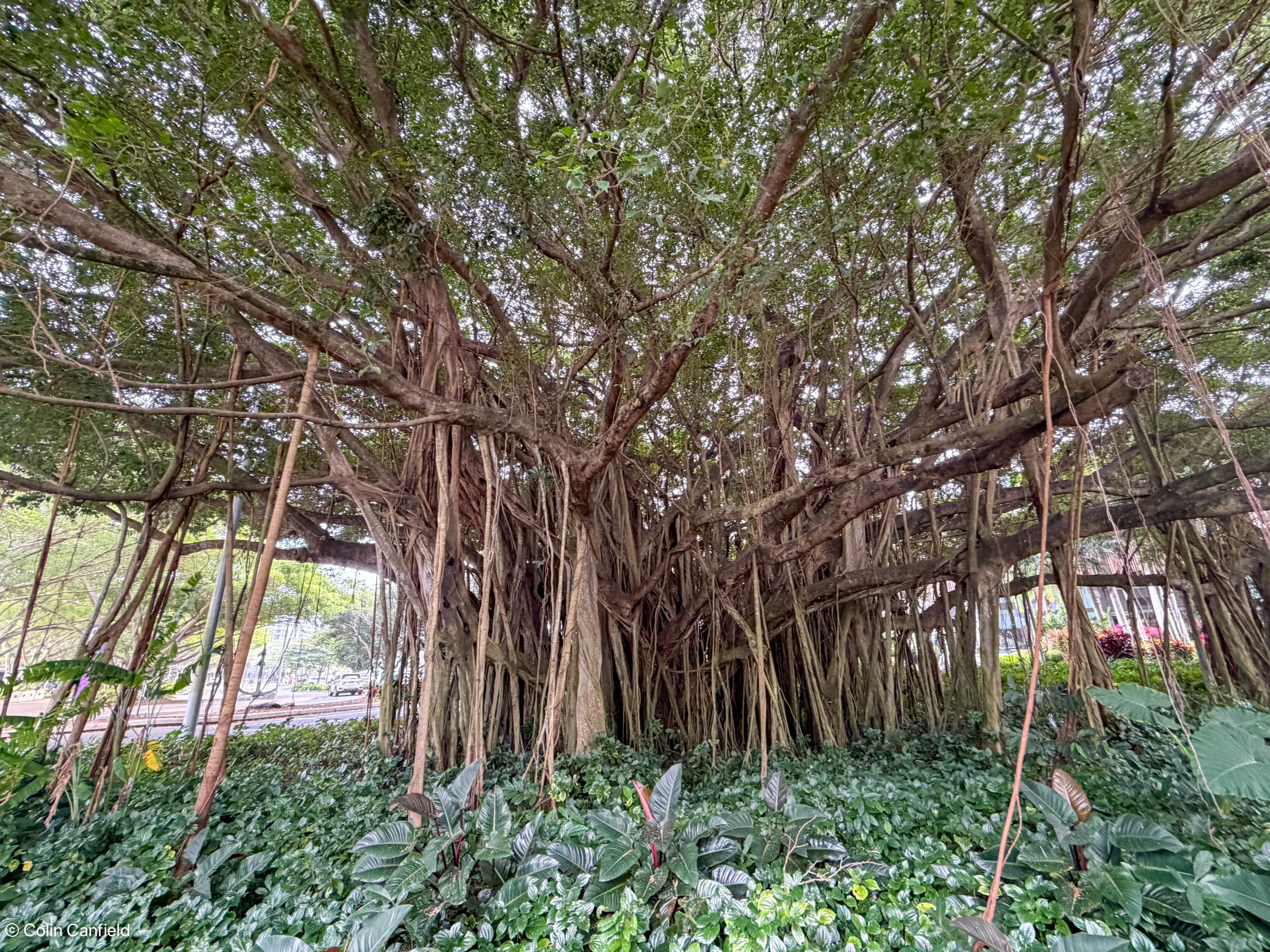 A pretty impressive fig tree in Cairns
