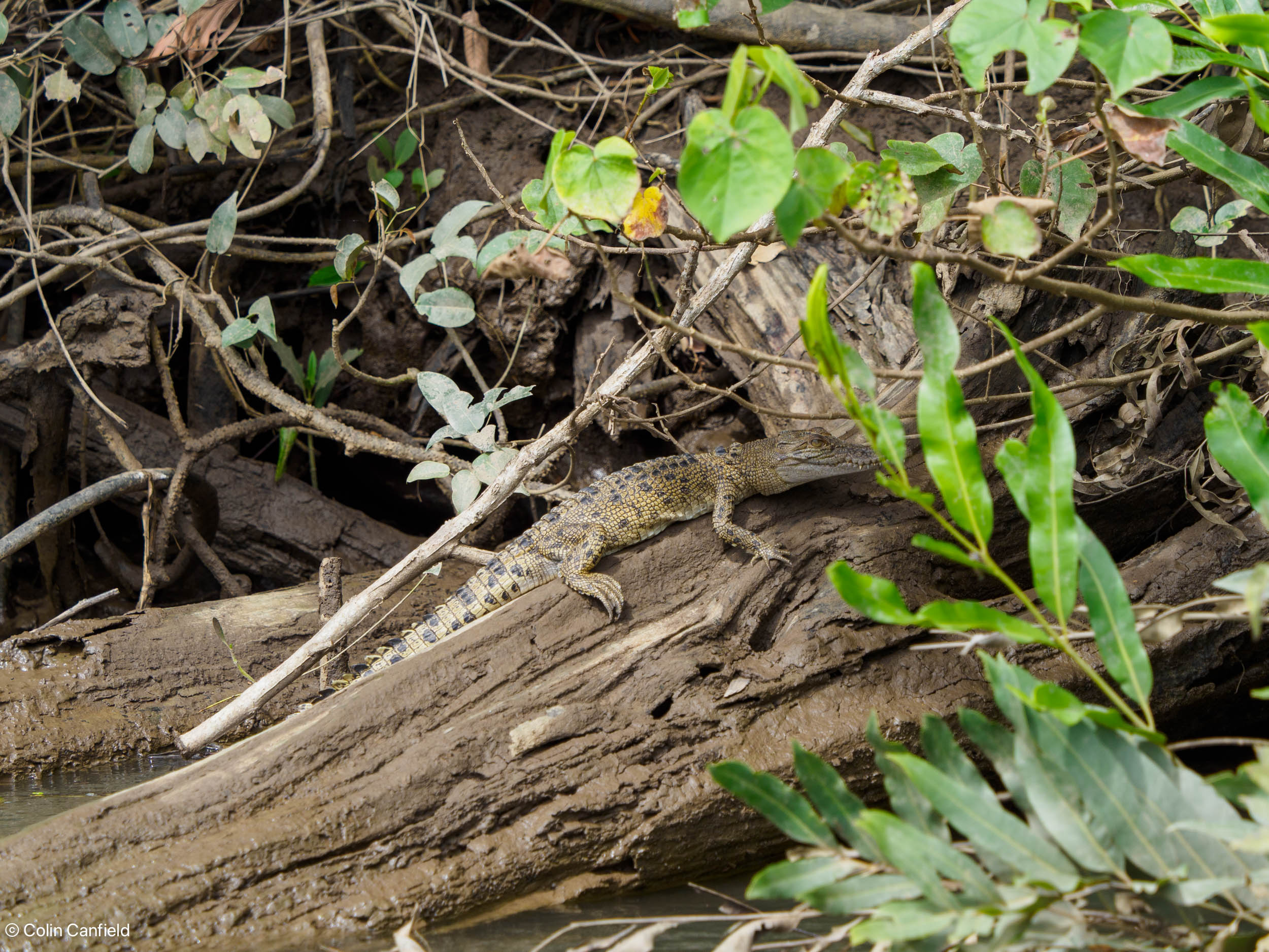 A baby, only about 20cm