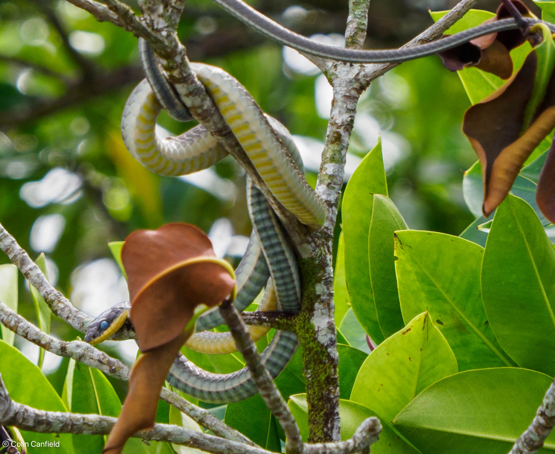 Nice day for a sunbake - hamrless Green Treesnake