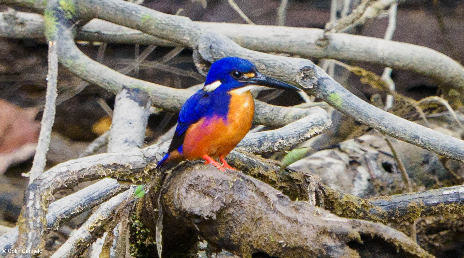Azure Kingisher looking spectacular