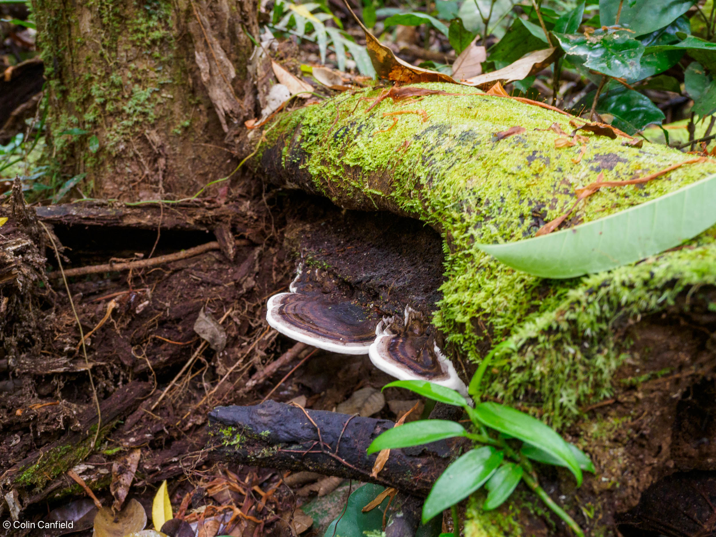 I like funghi